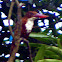 white breasted kingfisher