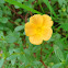 Yellow Olasiman