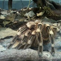 Tarantula