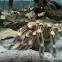 Tarantula
