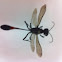 Wasp