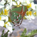 Juniper Hairstreak