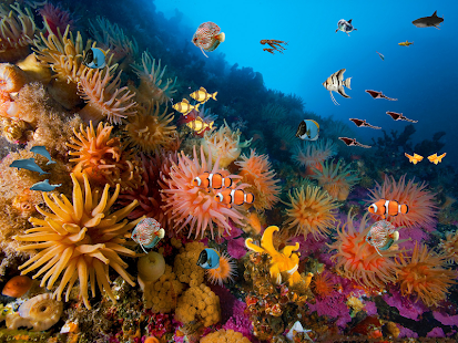 How to download Coral reef live wallpaper 1.0 apk for pc