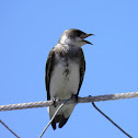 Bank swallow