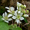 Dewberry Flower