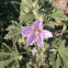 Malva