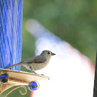 Tufted Titmouse