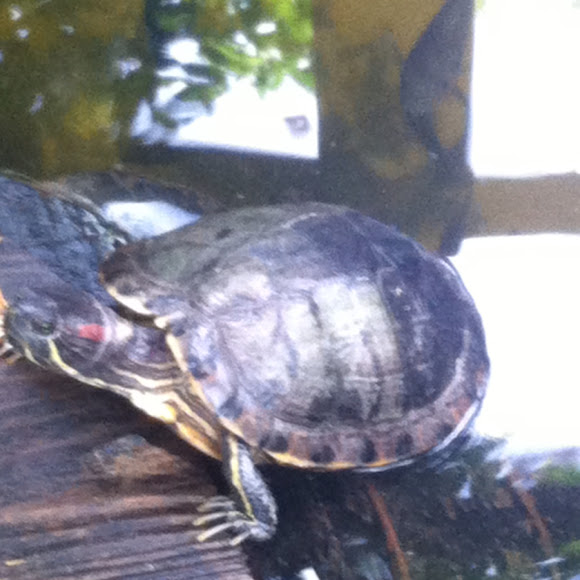 Spotting Image 1