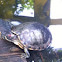 Red-Eared Slider