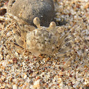 crab