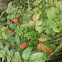 wild berry