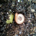 Amber Banded millipede