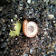 Amber Banded millipede