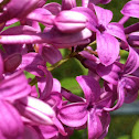Purple Lilac