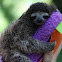 Sloth