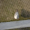 Herring Gull