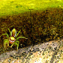 jumping spider