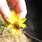 Long Horned Beetle