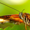 Malay Lacewing