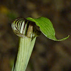 Jack-in-the-Pulpit