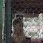 Racoon, Mapache