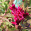 Celosia argentea or plumed cockscomb