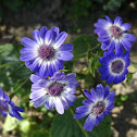 Cineraria or Florist's Cineraria