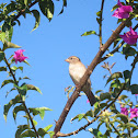 House Sparrow