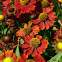 Helenium