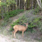 Mule Deer