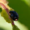 Ladybug
