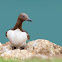 Common Guillemot