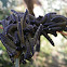 Spitfire sawfly