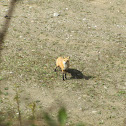 Red Fox