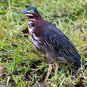 Green Heron