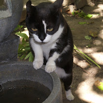 Pets of Europe