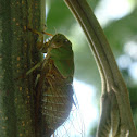 Cigarra