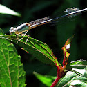 Damselfly