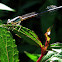 Damselfly