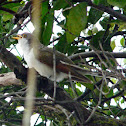 Yellow-billed Cuckoo