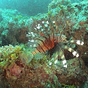 scorpionfish