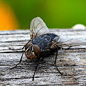 Fly