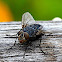 Fly
