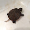 Painted turtle