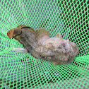 Oyster Cracker