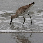 Willet