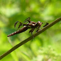 Common Whitetail