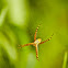 wasp spider
