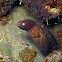 White-eyed Moray Eel