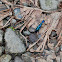 Rove beetle